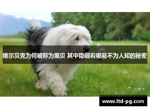 维尔贝克为何被称为黑贝 其中隐藏着哪些不为人知的秘密 维尔贝克为何被称为黑贝 其中隐藏着哪些不为人知的秘密